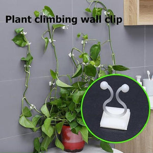 Clips Muraux pour Plantes Grimpantes (30 pièces)